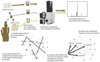 Applying Tissue Separation and Untargeted Metabolomics to Understanding Lipid Saturation Kinetics of Host Mitochondria and Symbiotic Algae in Corals Under High Temperature Stress